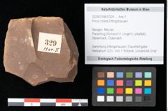 Foto (Objekt + Etikett) von Pinus ciliata Ettingshausen (NHMW-GEO-2024-0188-0329)